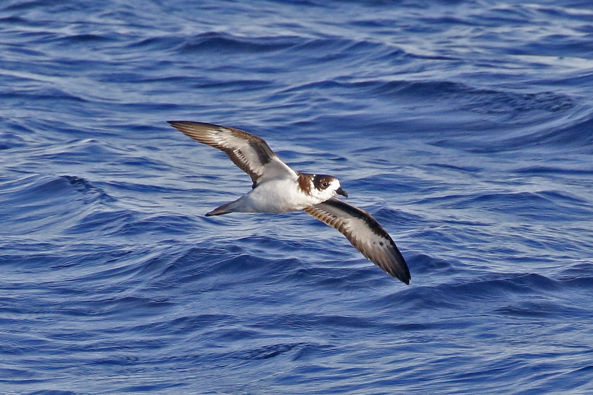 Bermuda Petrel - ML178619461