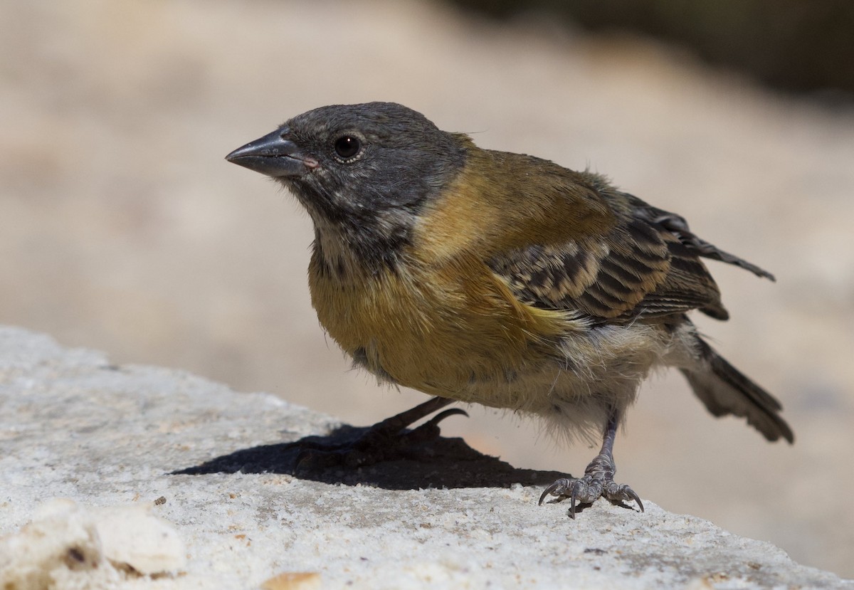 Black-hooded Sierra Finch - VERONICA ARAYA GARCIA