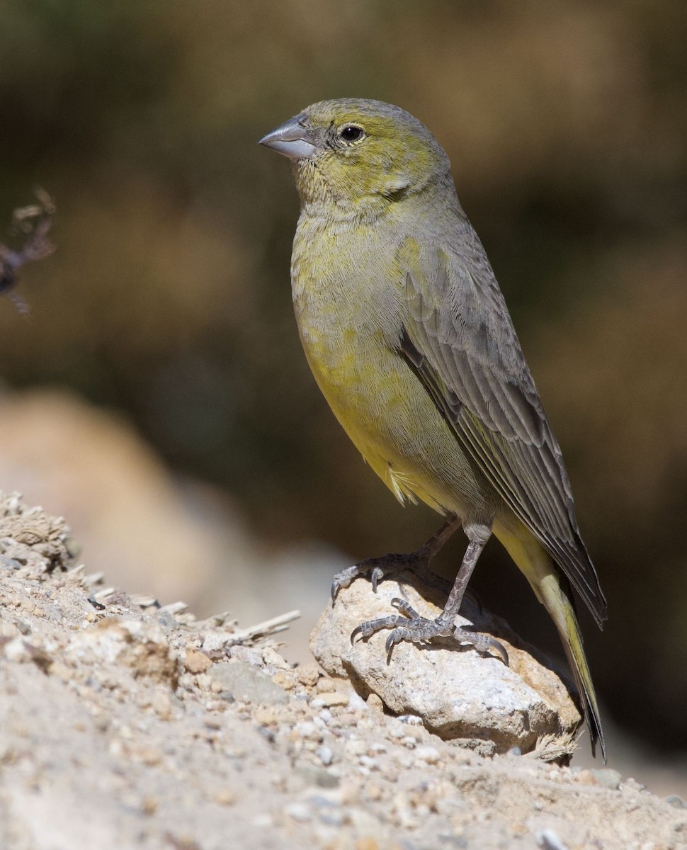 Greenish Yellow-Finch - ML178621131