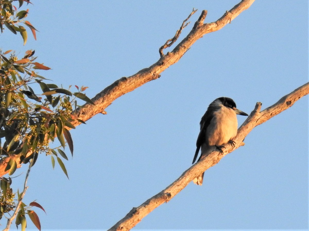 Gray Butcherbird - ML178621751