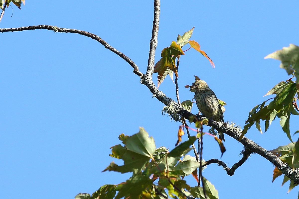 Pine Siskin - André Turcot