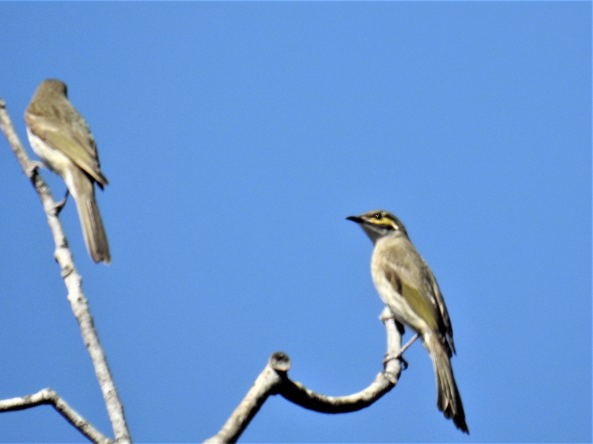 Yellow-faced Honeyeater - ML178623721