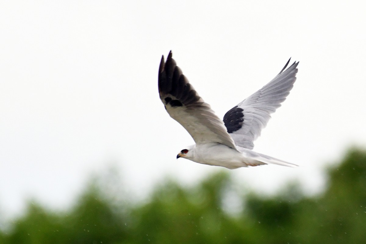 White-tailed Kite - ML178624561