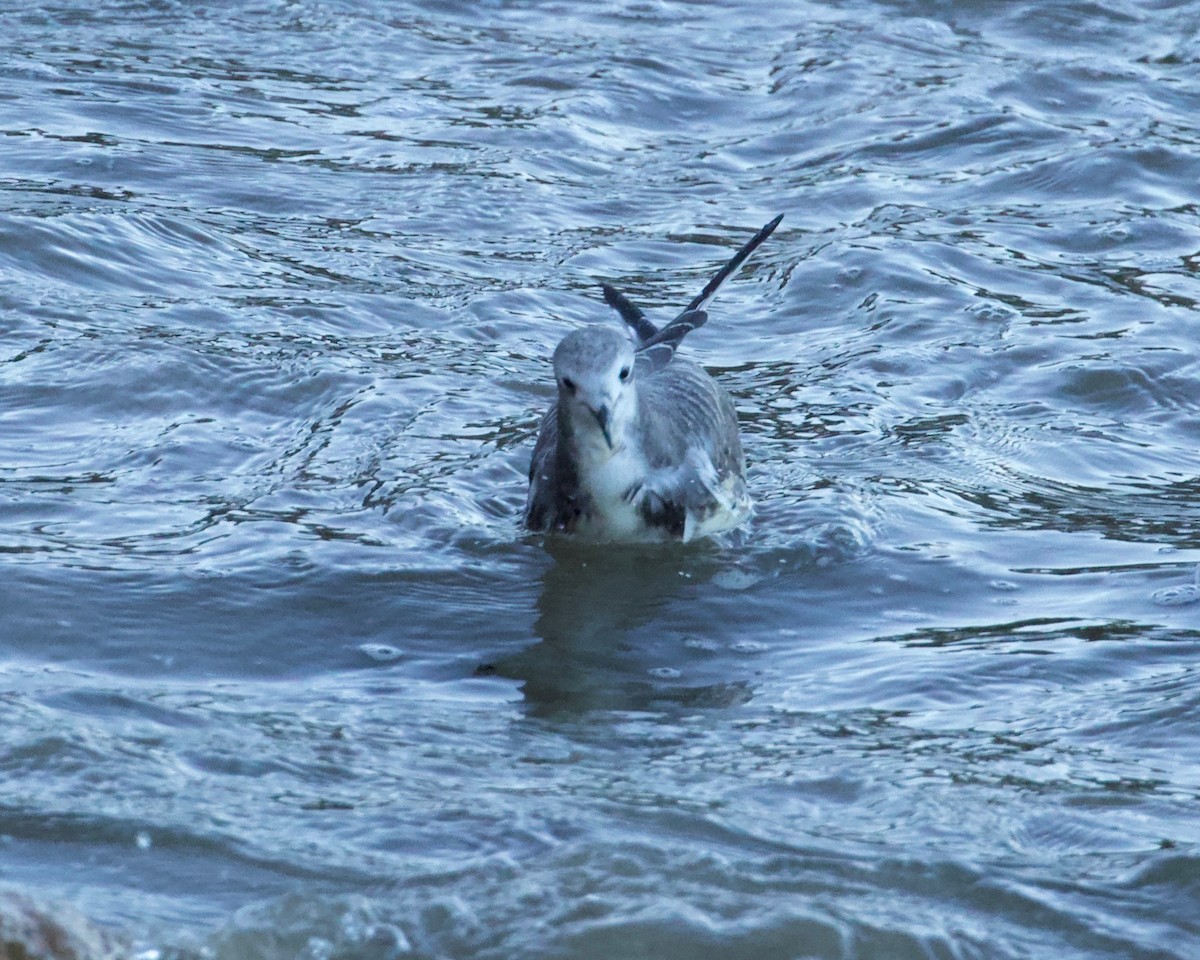 Sabine's Gull - ML178626211