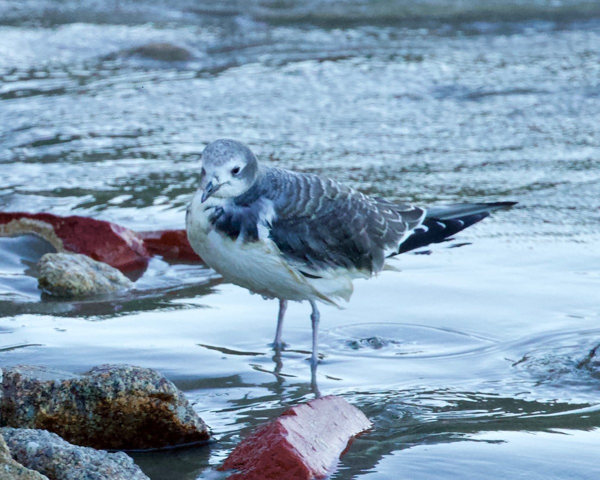 Sabine's Gull - ML178626231