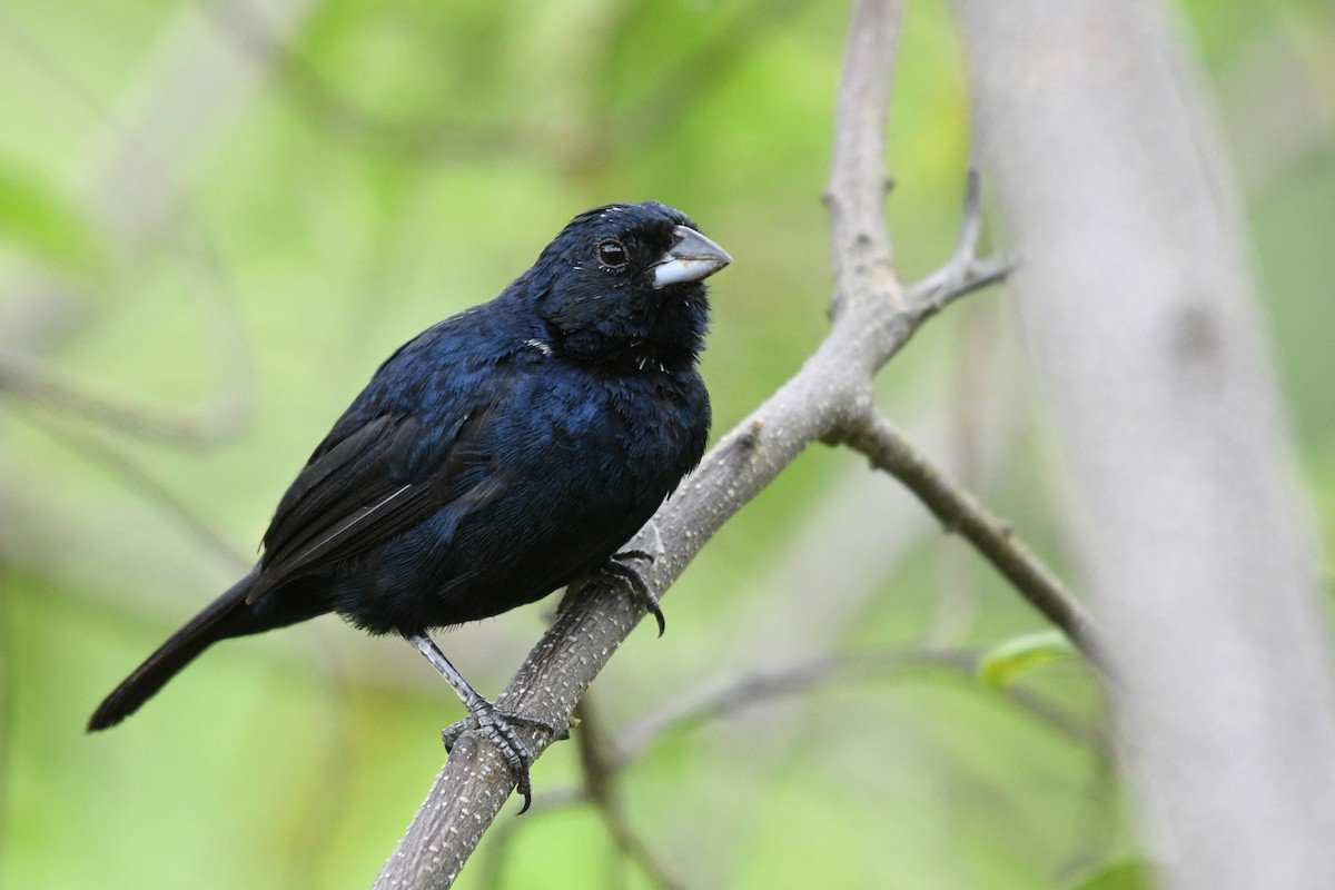 Blue-black Grassquit - Josanel Sugasti -photographyandbirdingtourspanama