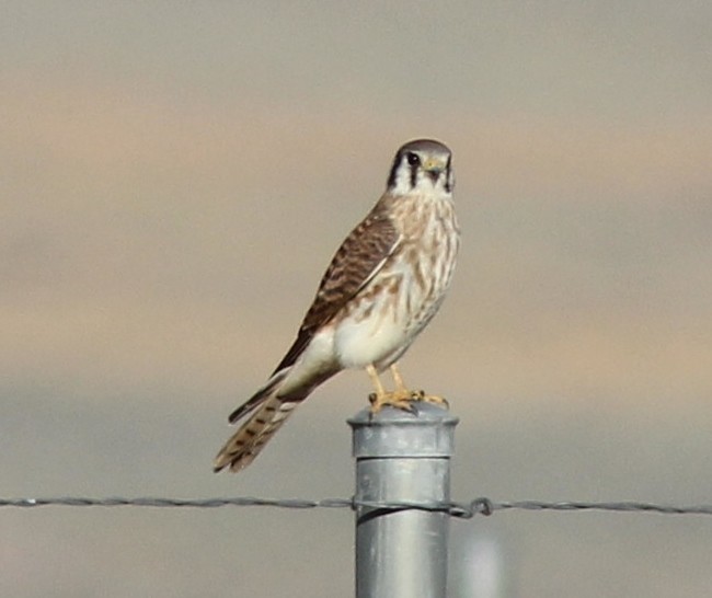 American Kestrel - ML178626411