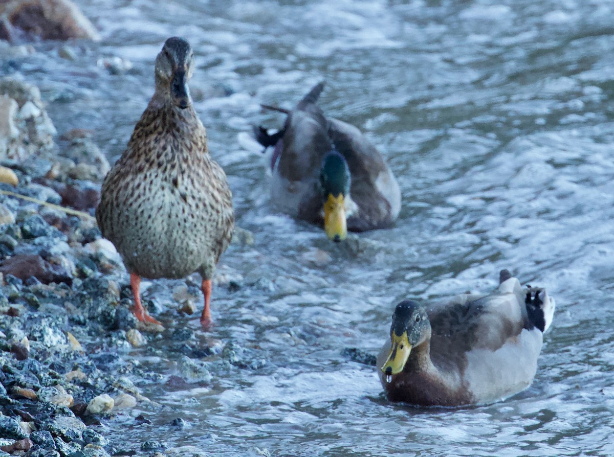 Canard colvert - ML178626671