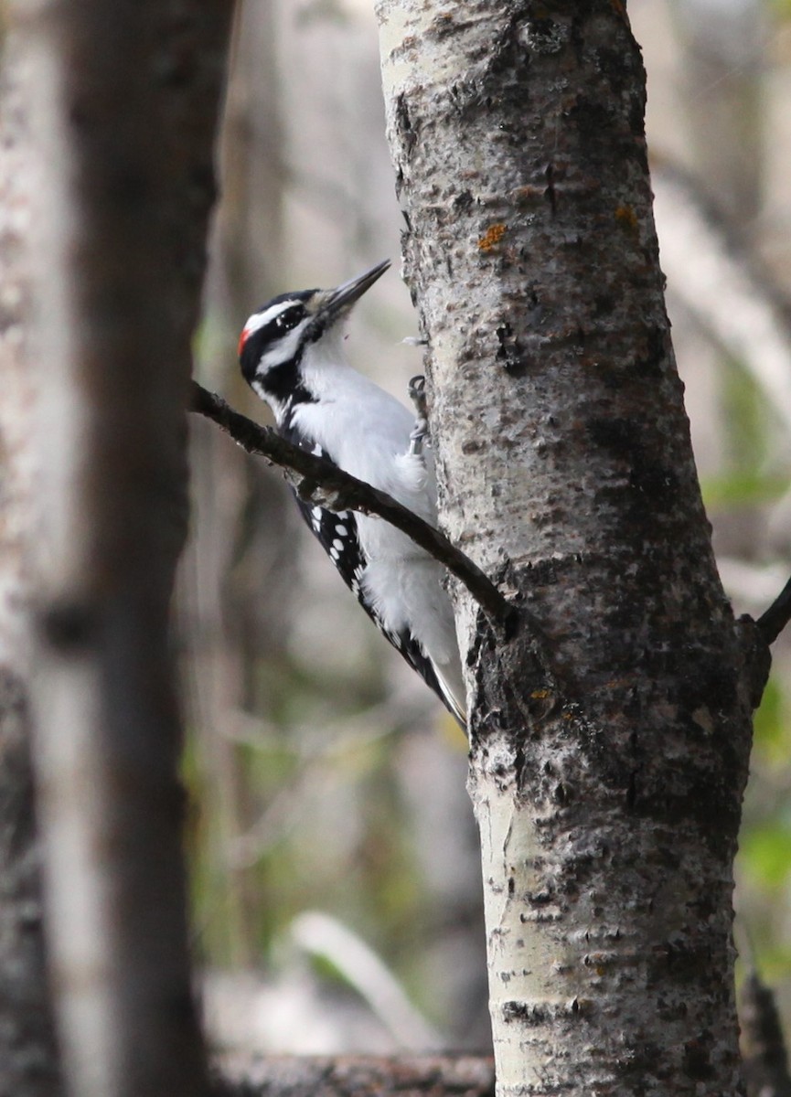 Hairy Woodpecker - Irene Crosland