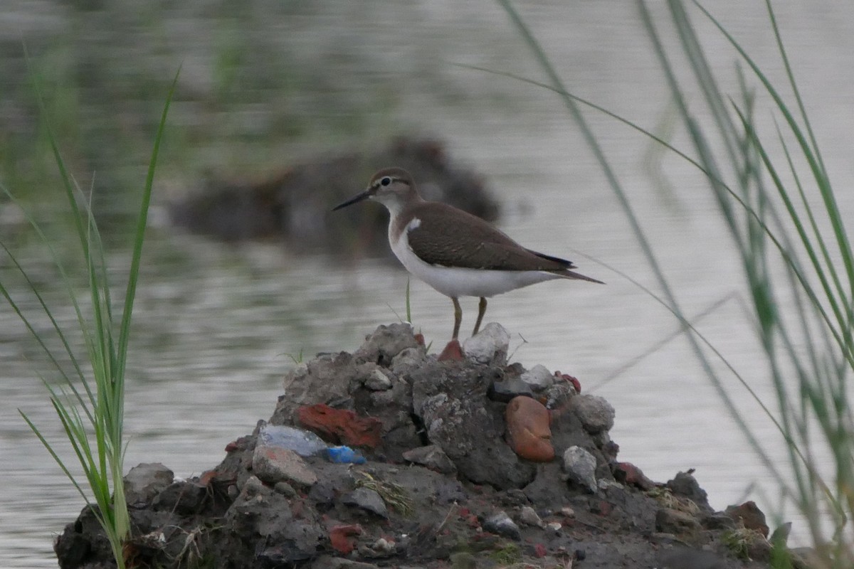 Common Sandpiper - Sandeep Biswas