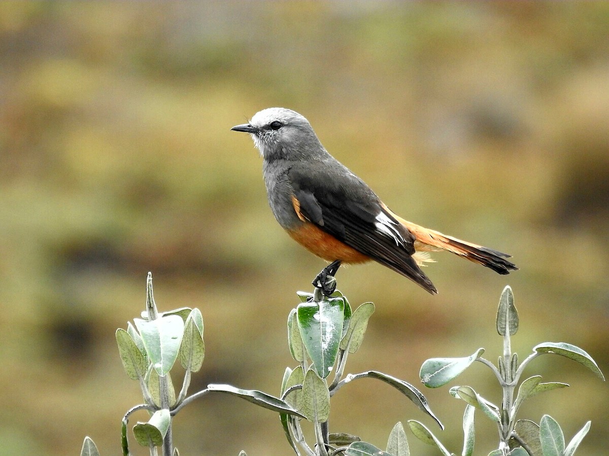 Red-rumped Bush-Tyrant - ML178631041