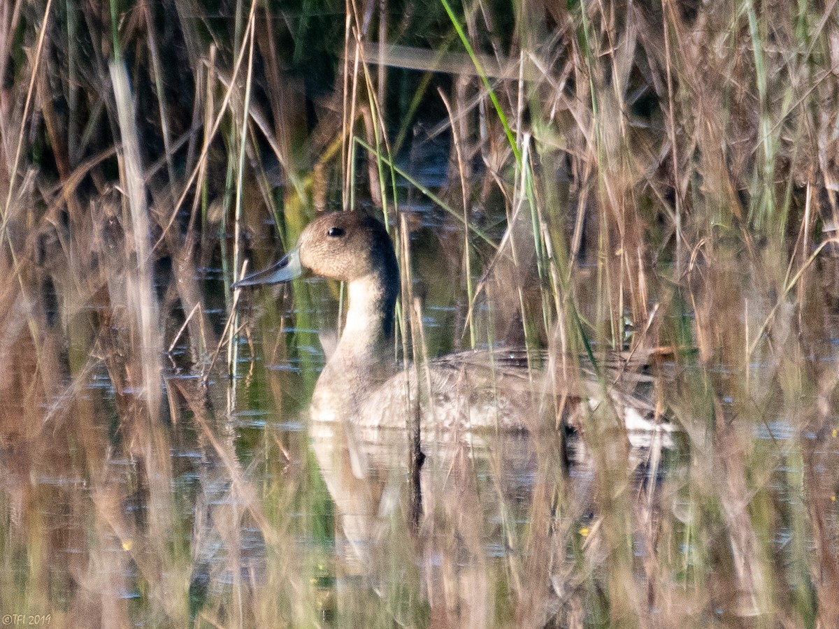 Northern Pintail - T I