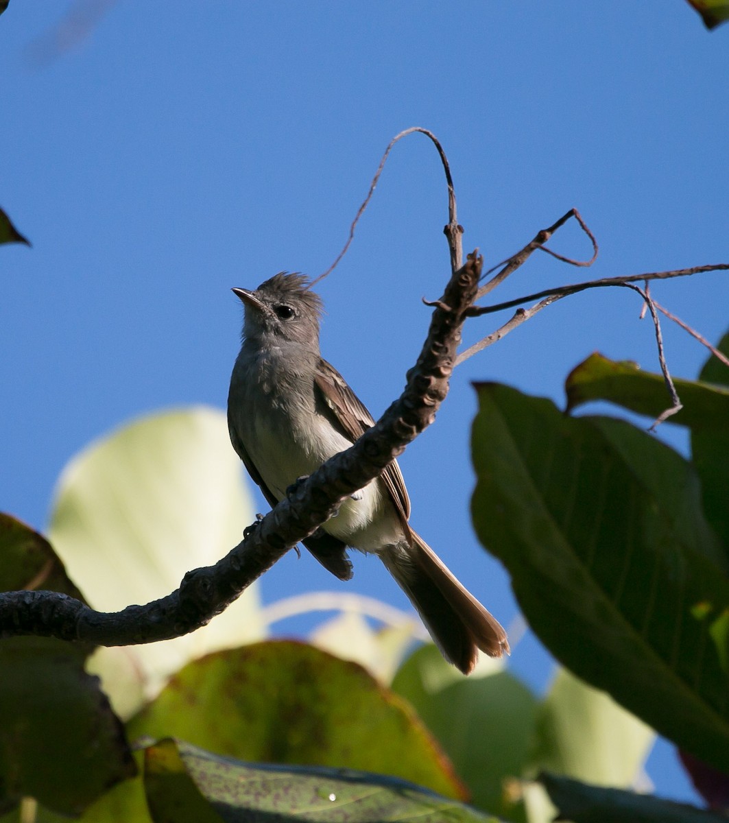 Caribbean Elaenia - ML178632341