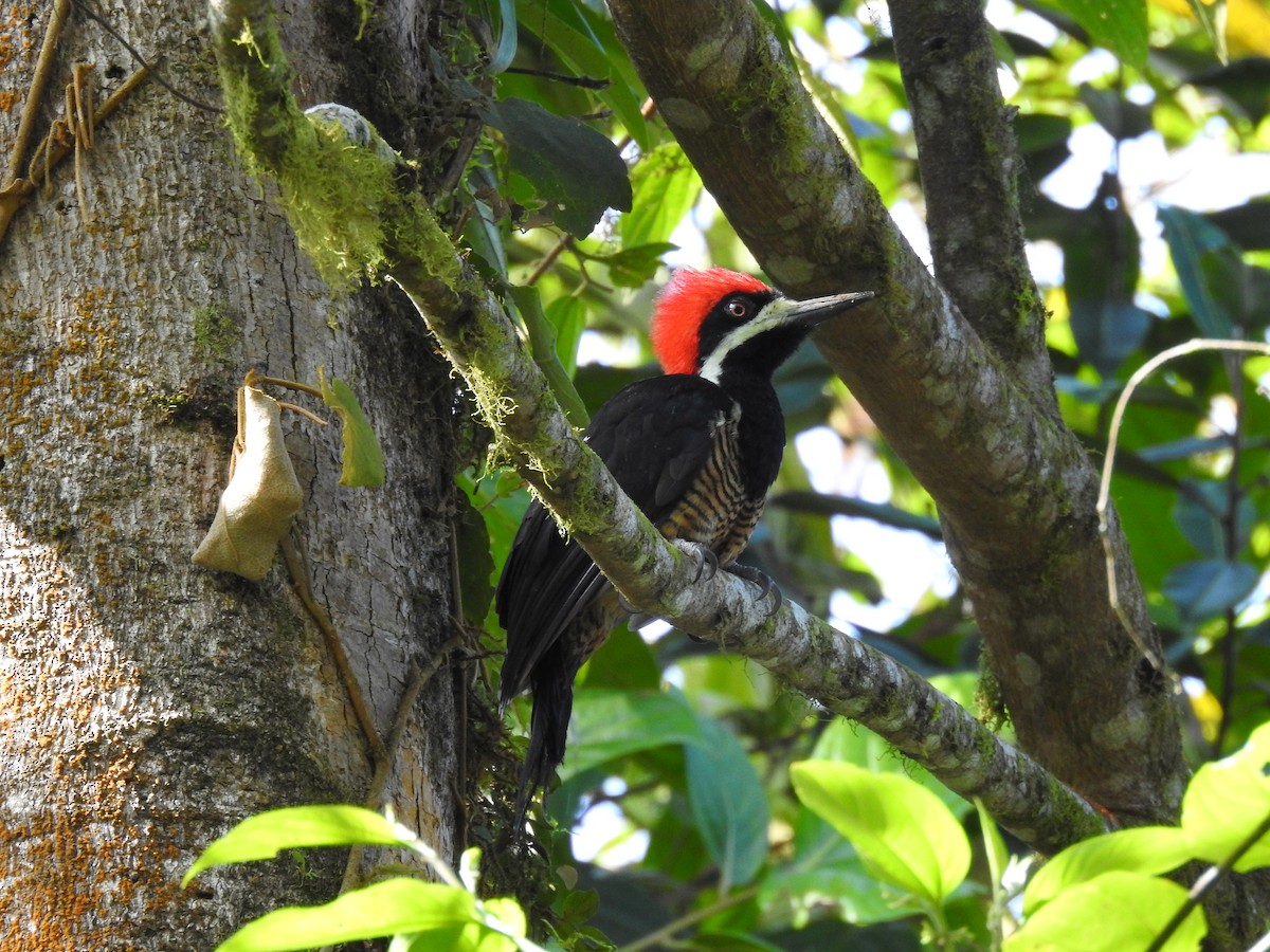 Powerful Woodpecker - ML178632431