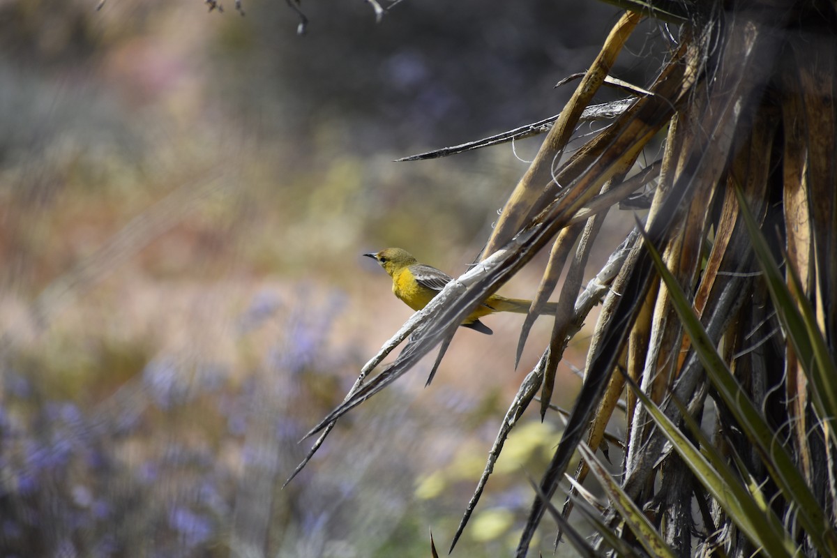 Hooded Oriole - ML178633671