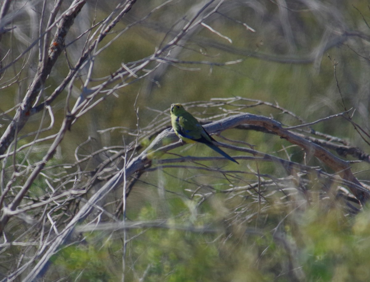 Blue-winged Parrot - ML178635031