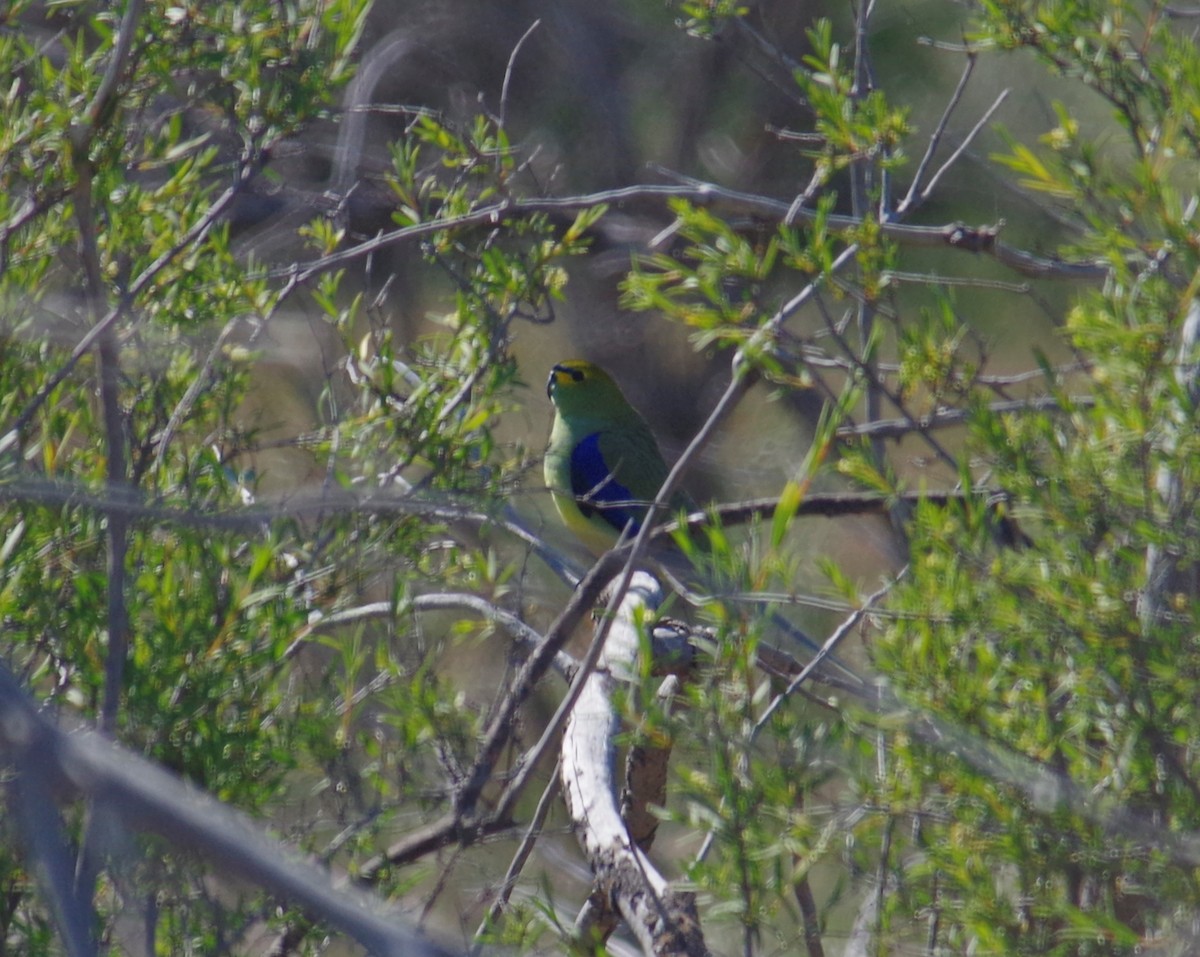 Blue-winged Parrot - ML178635081