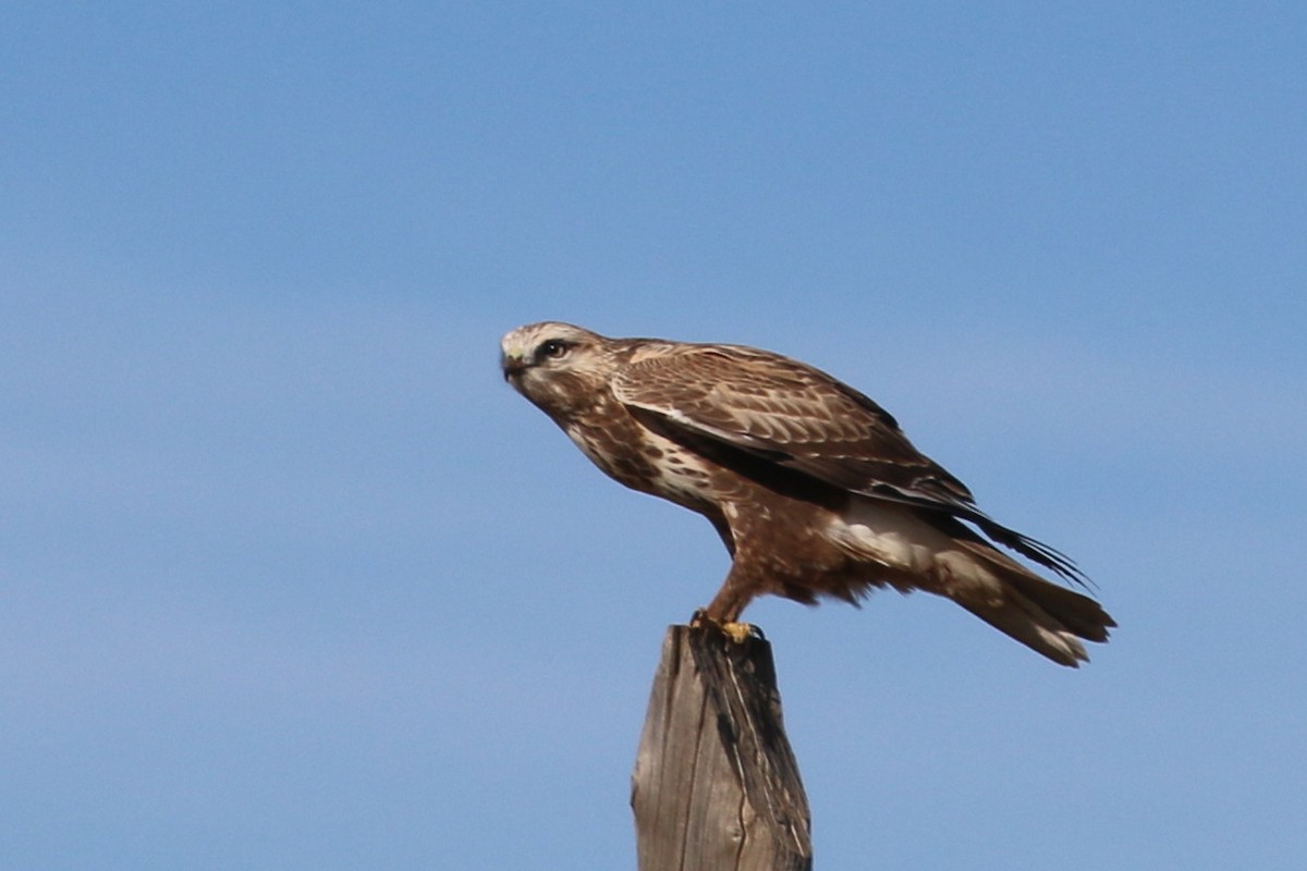 Upland Buzzard - John Sevenair