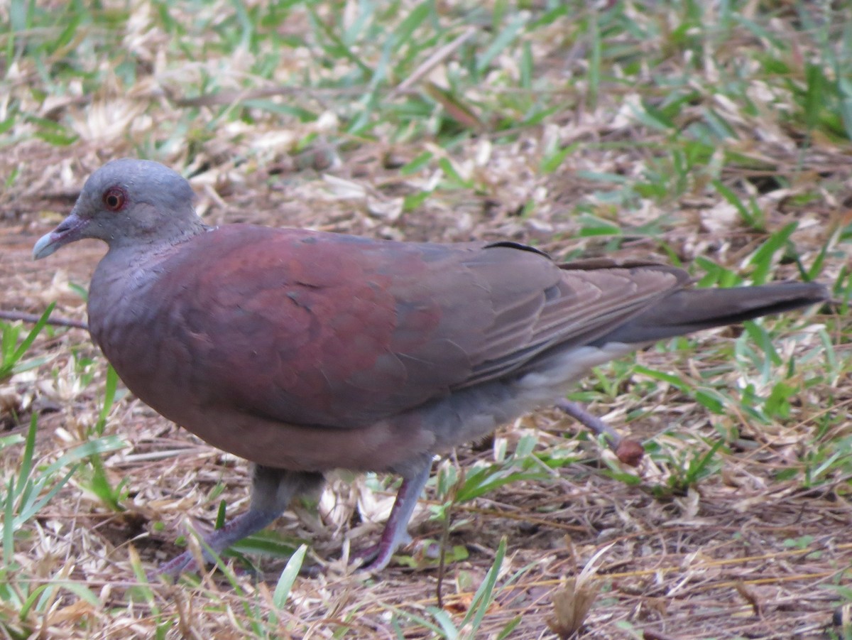 Malagasy Turtle-Dove - Kevin Seymour