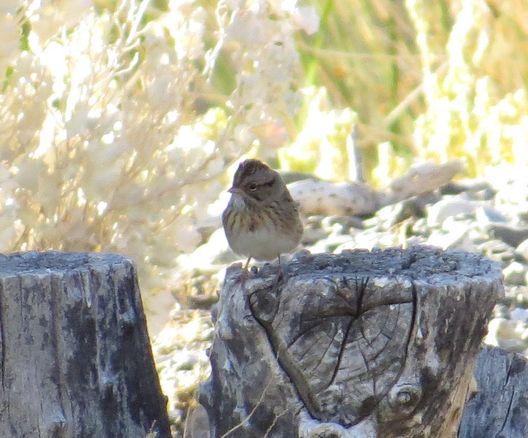 Lincoln's Sparrow - Brittany O'Connor