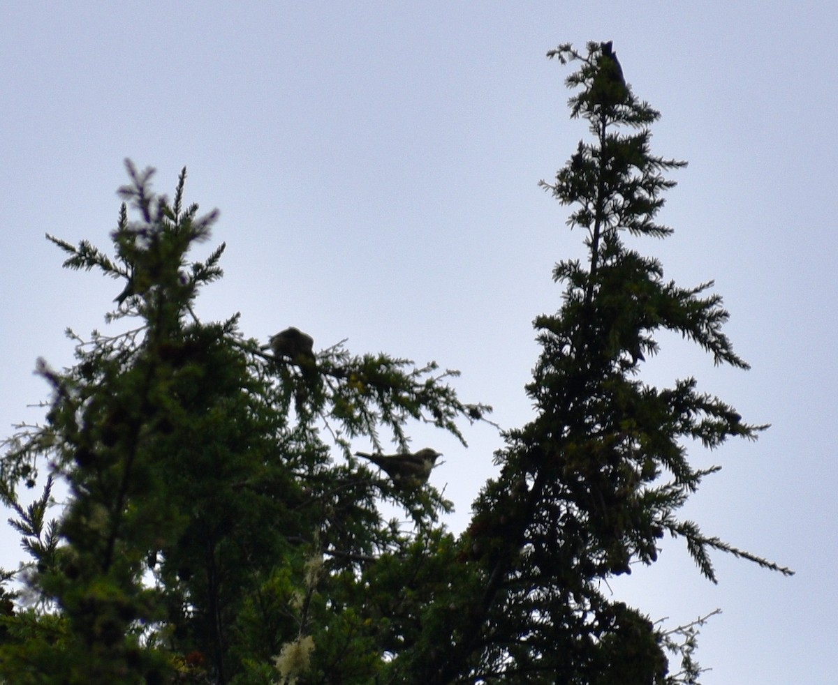 Red Crossbill - ML178638501