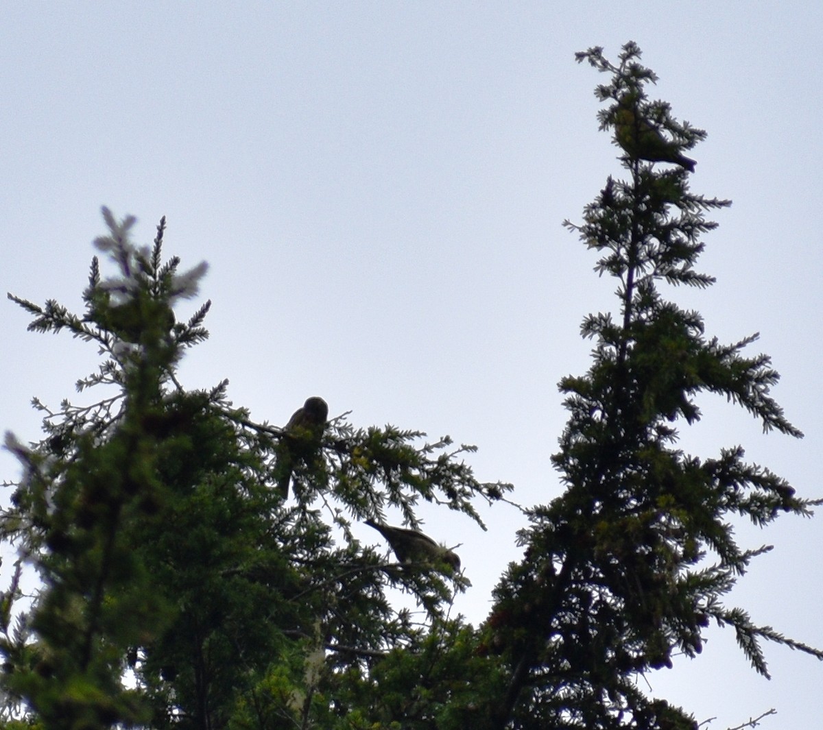 Red Crossbill - ML178638571