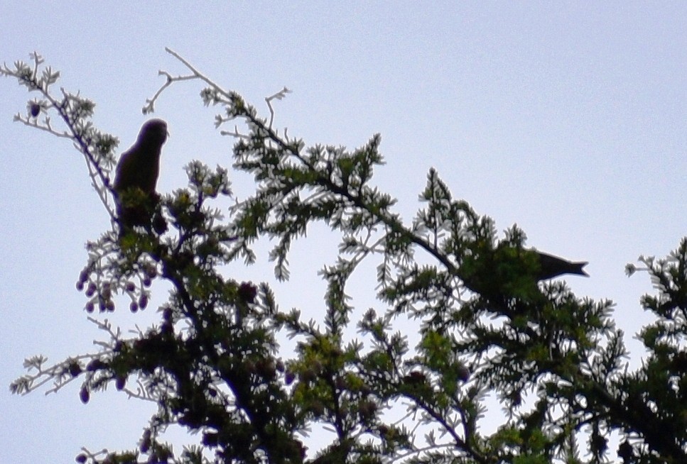 Red Crossbill - ML178638601