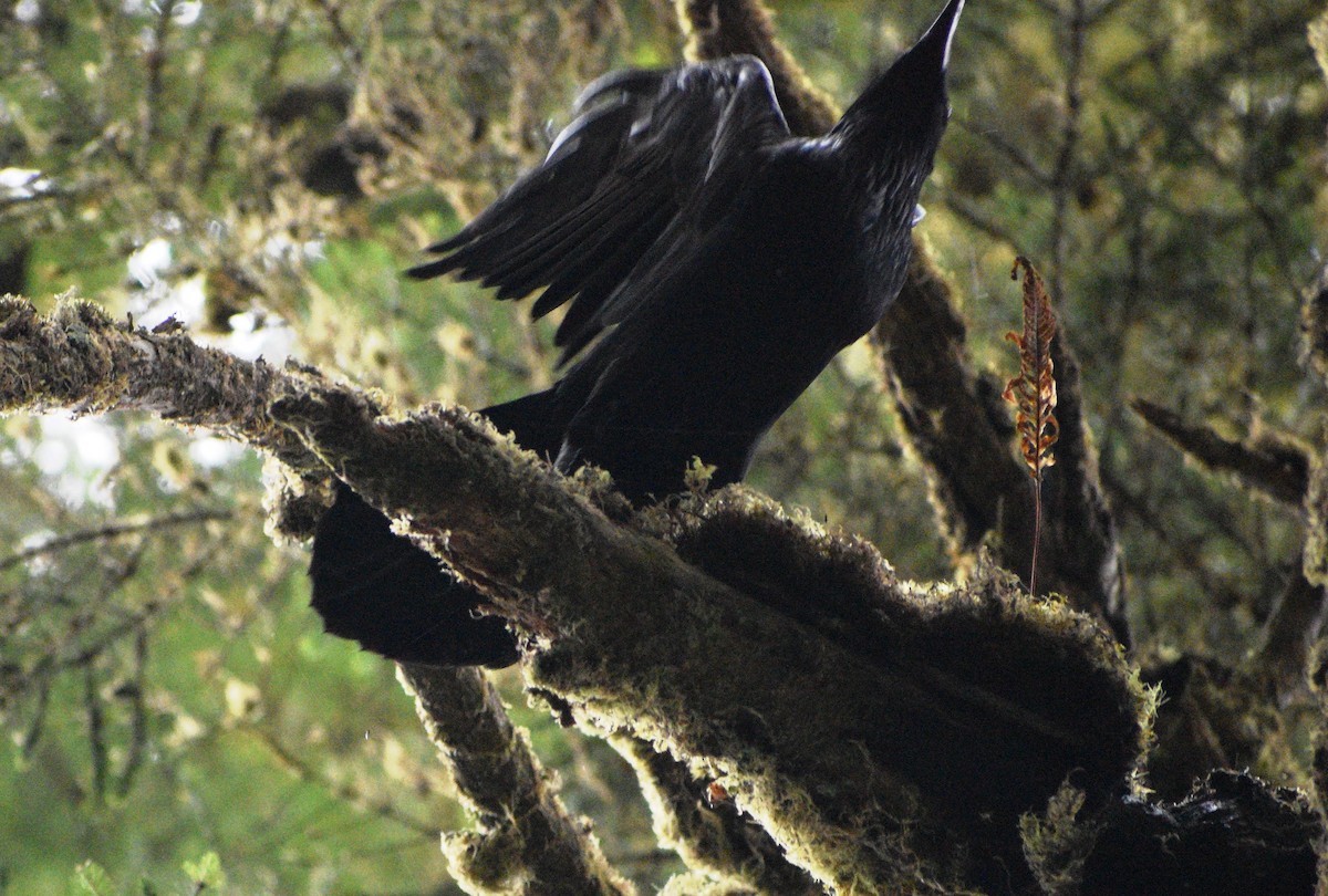 Common Raven - ML178638751