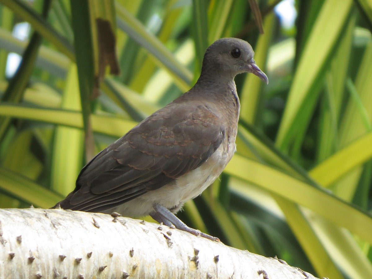 Pigeon de Madagascar - ML178638891