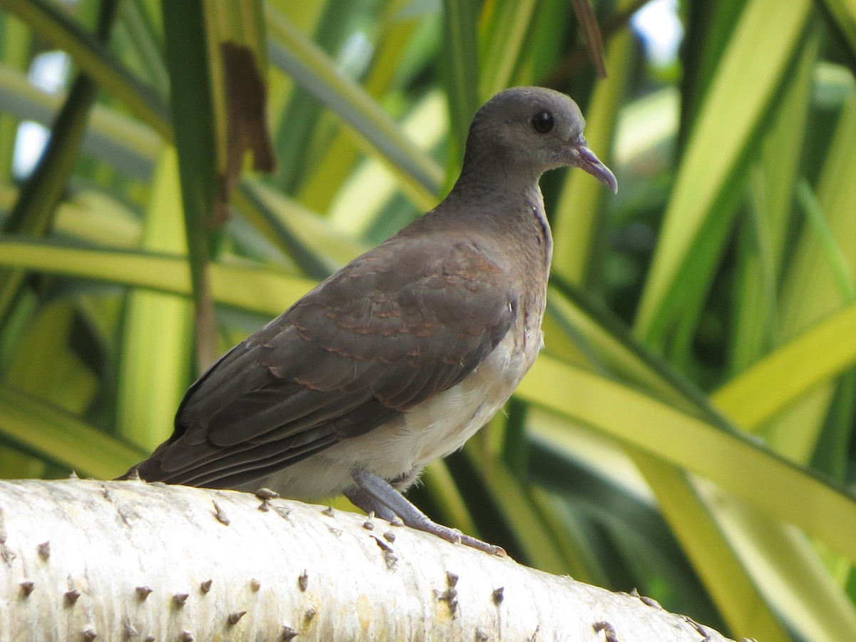 Malagasy Turtle-Dove - ML178638891