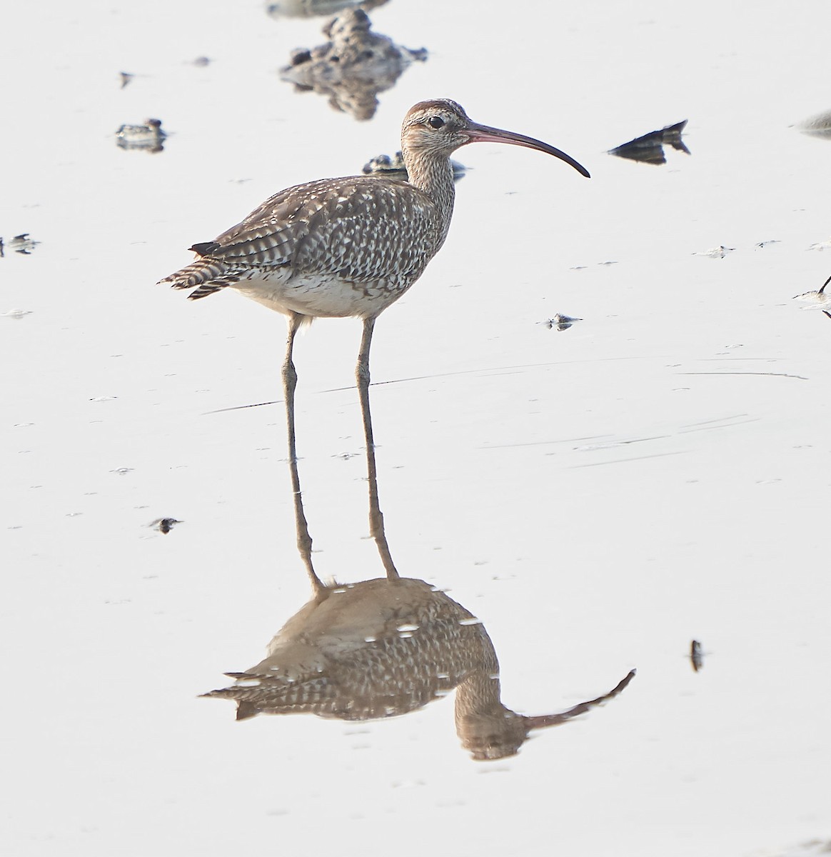 Whimbrel - ML178640451