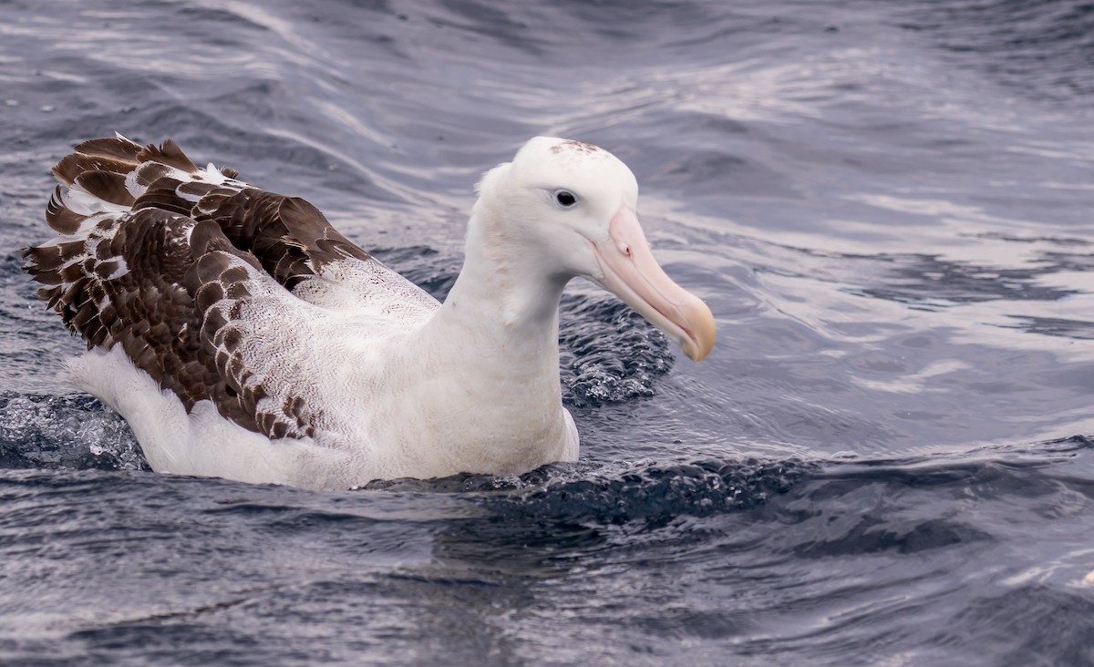 Snowy/Tristan/Antipodean Albatross - ML178643711