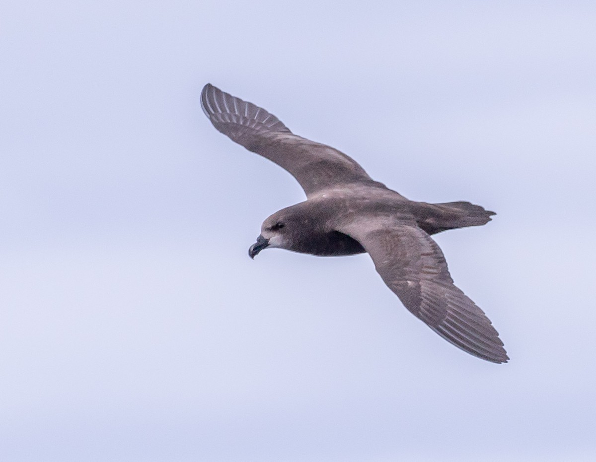 Gray-faced Petrel - ML178644601