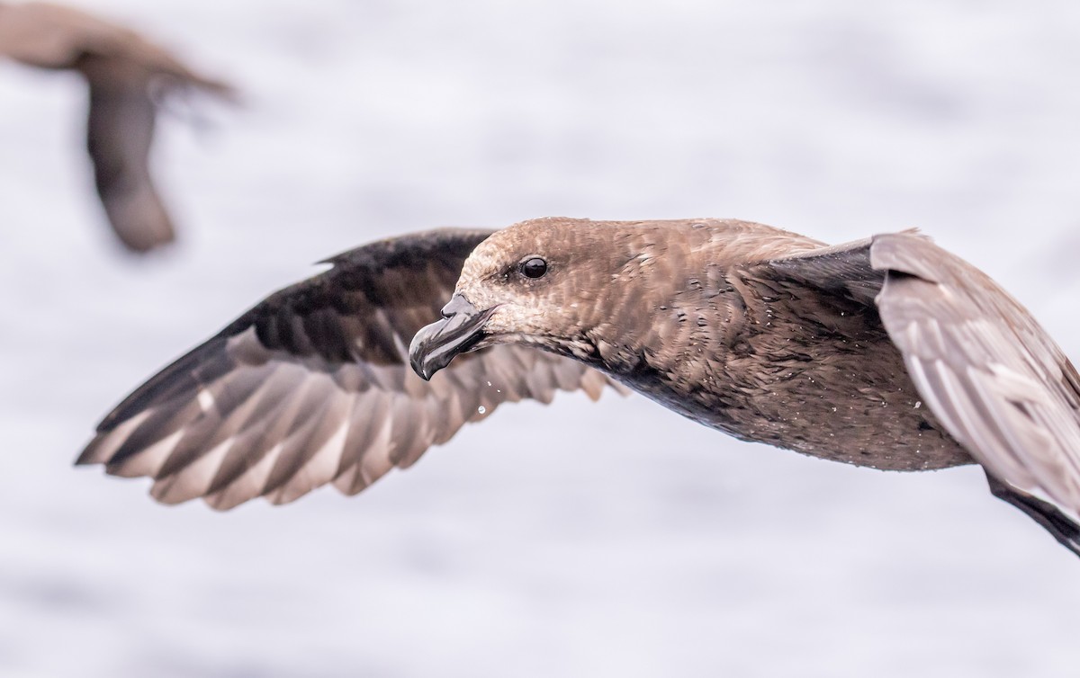 Petrel Carigrís - ML178644621