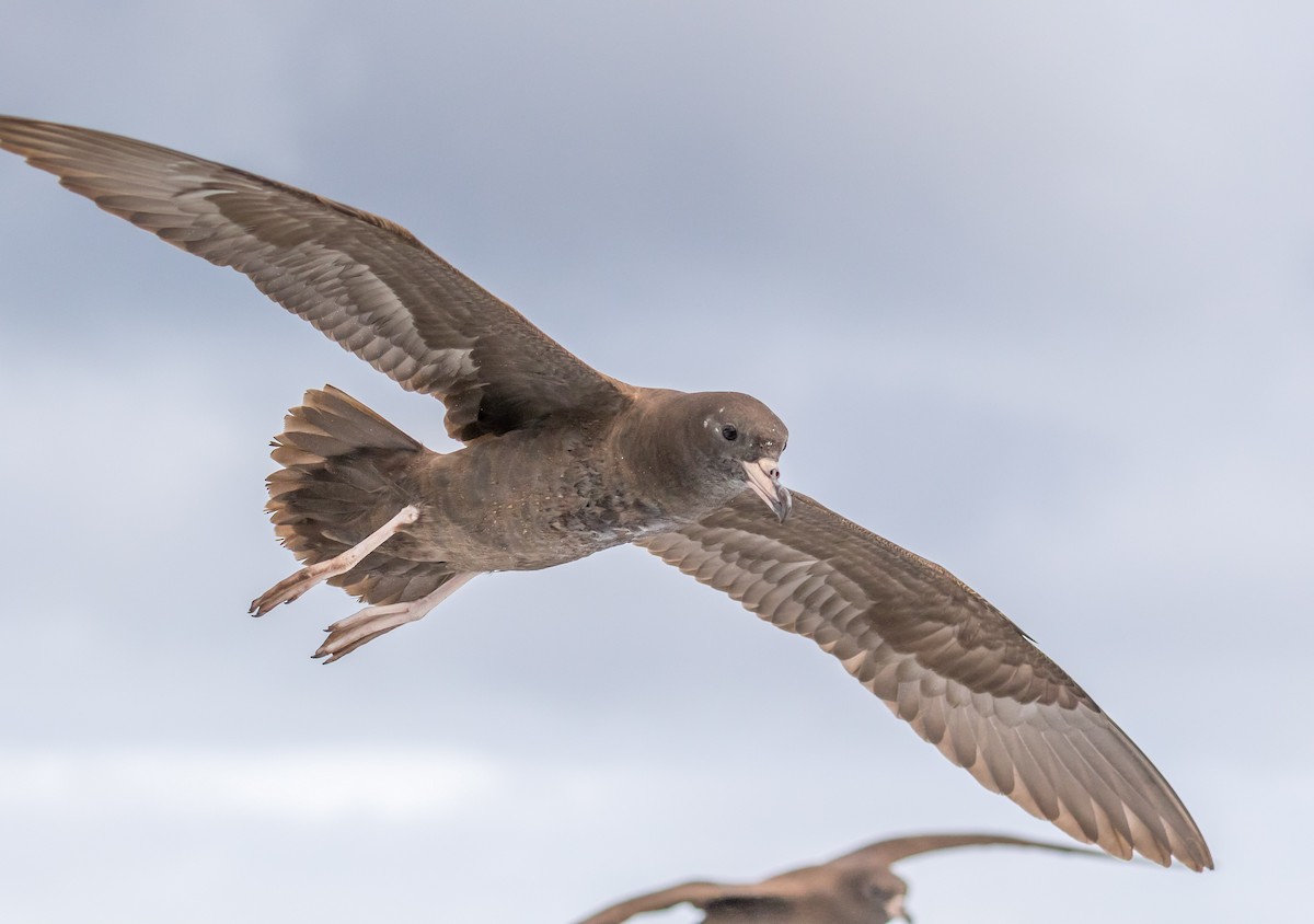 Puffin à pieds pâles - ML178644951