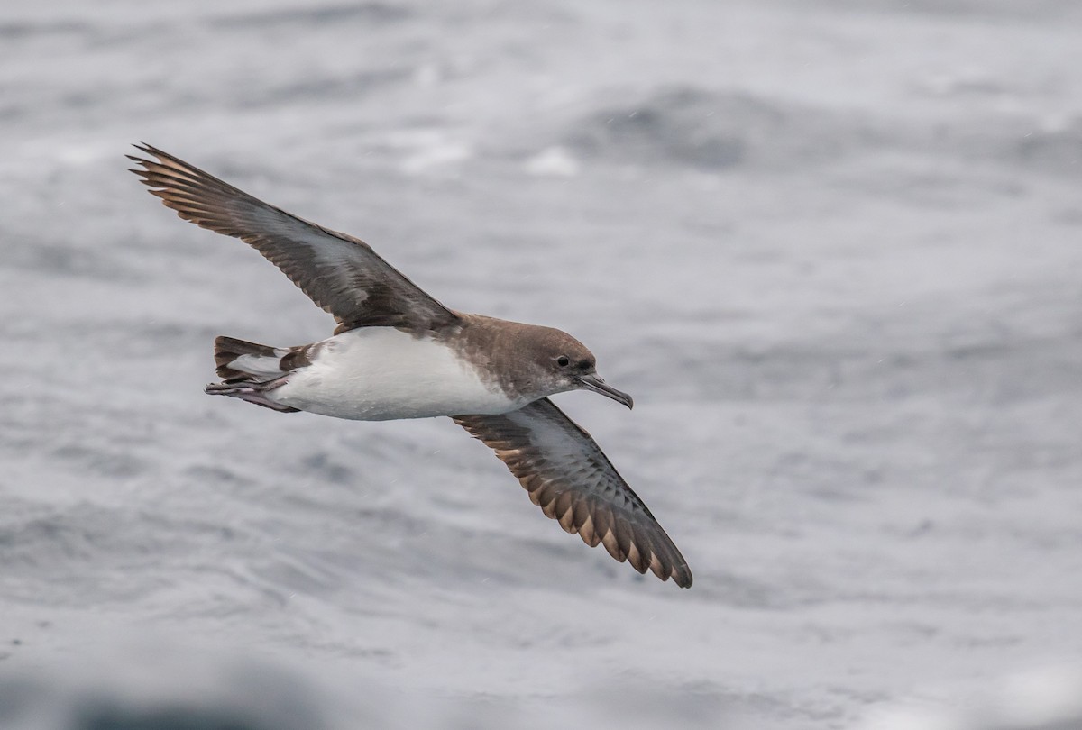 Hutton's Shearwater - ML178645131