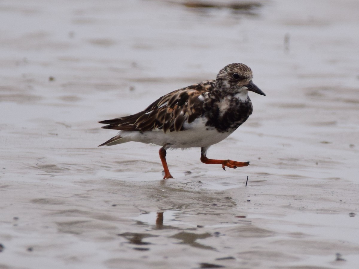 Ruddy Turnstone - ML178647871