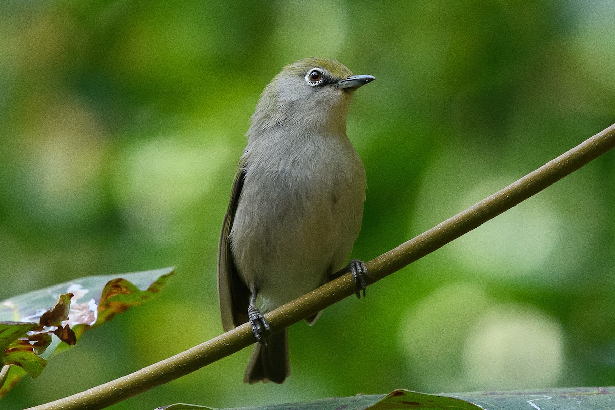 Christmas Island White-eye - Richard Smart