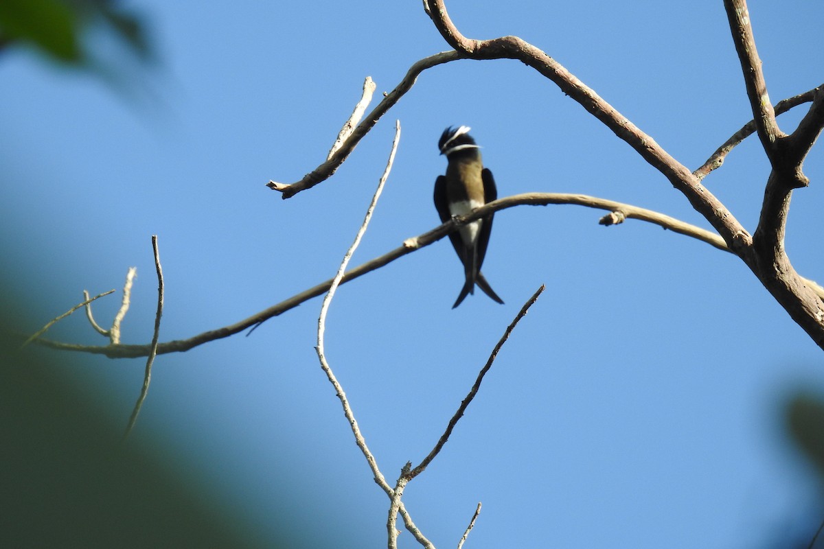 Whiskered Treeswift - Pauline Carmel Eje