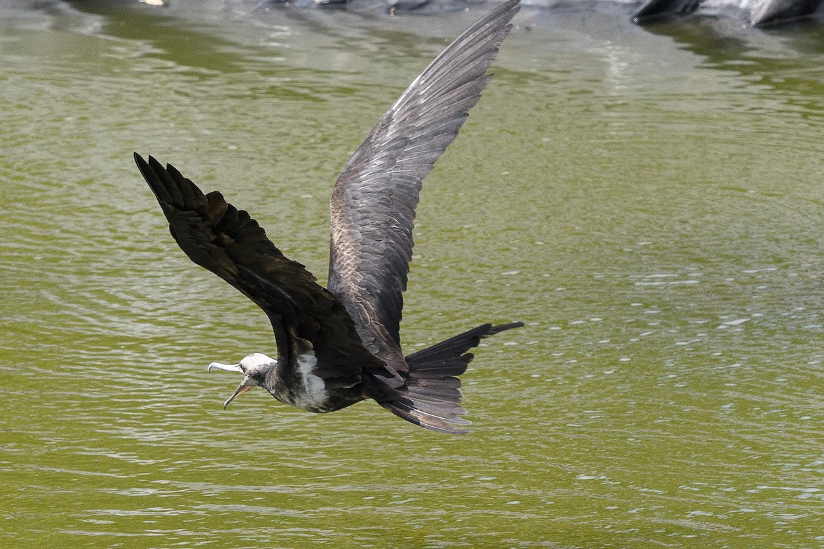 Lesser Frigatebird - Richard Smart