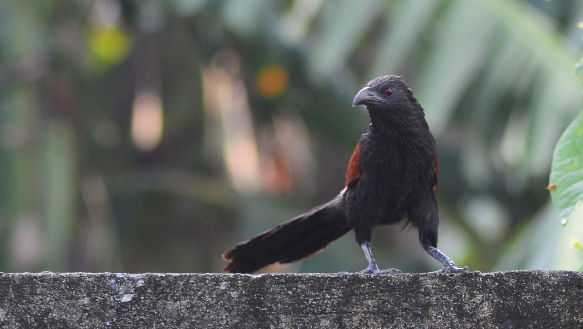 Philippine Coucal - Ramon Ariel Ken Garcia