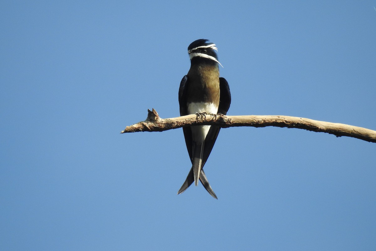 Whiskered Treeswift - ML178650801