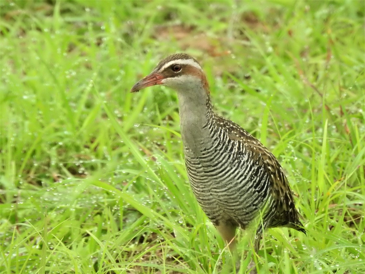 Buff-banded Rail - ML178651571