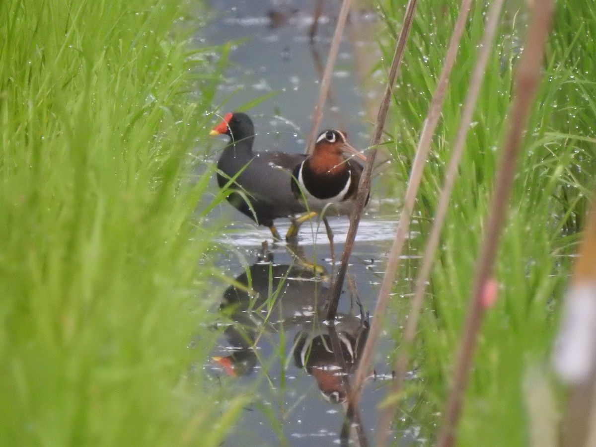 Eurasian Moorhen - ML178651581