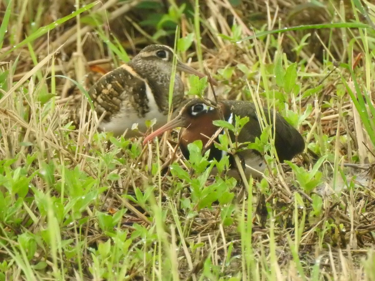 Greater Painted-Snipe - ML178651701
