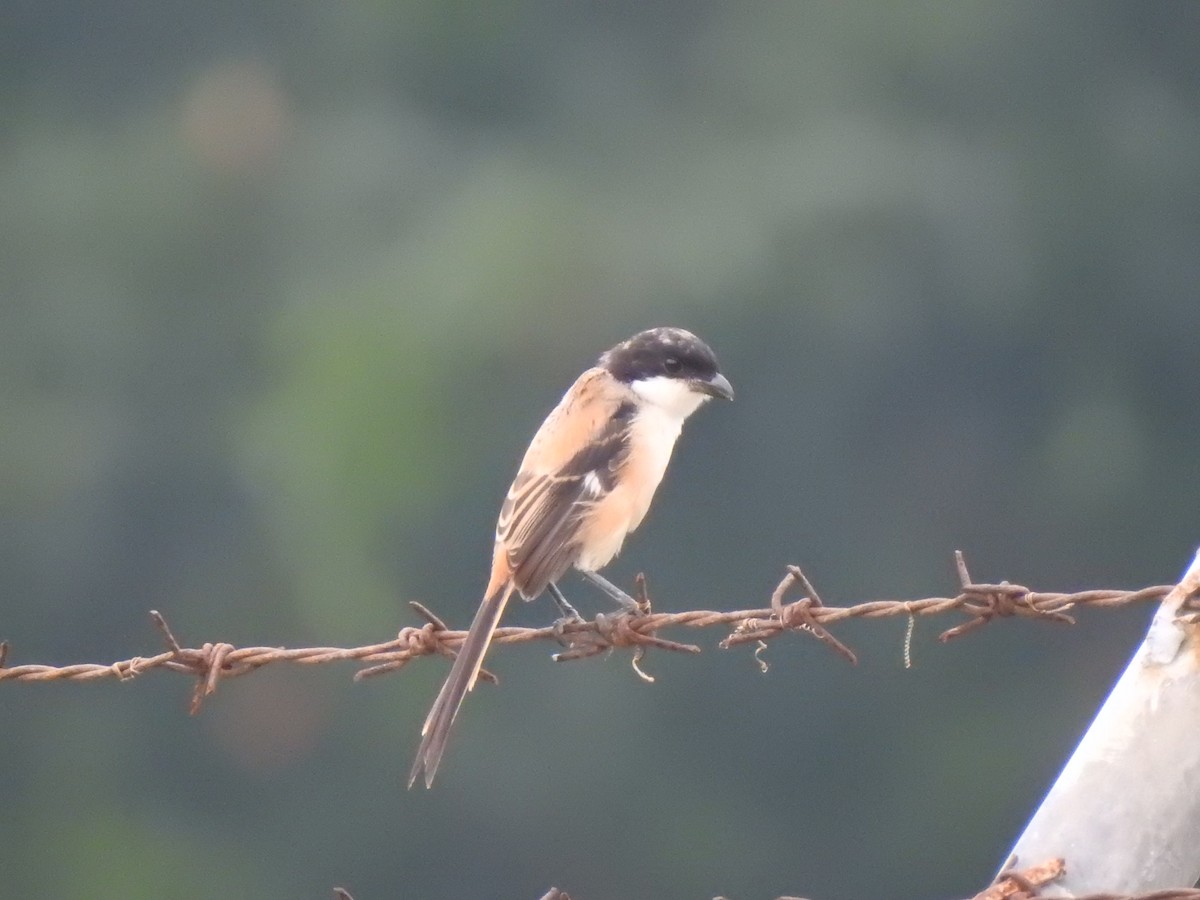 Long-tailed Shrike - ML178651891