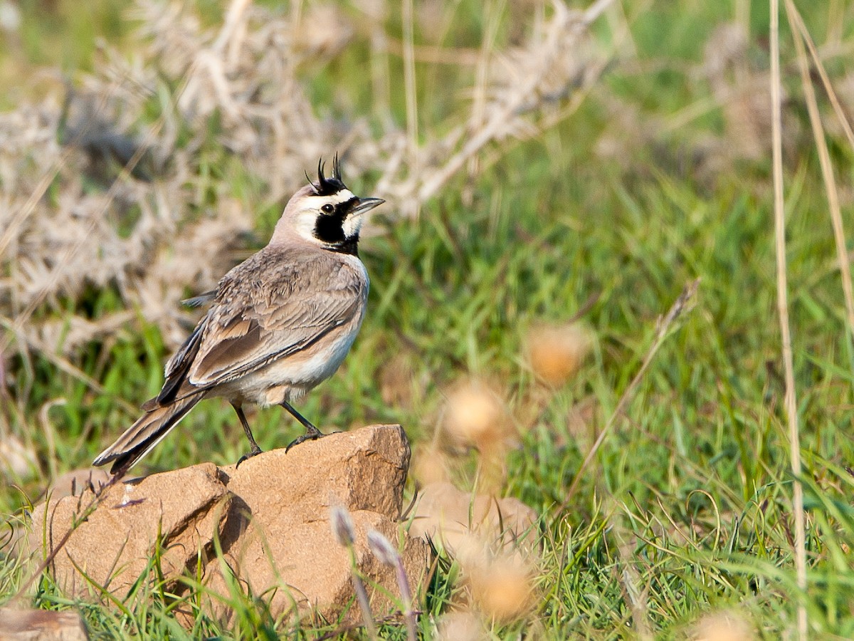 Horned Lark - Jean-Louis  Carlo