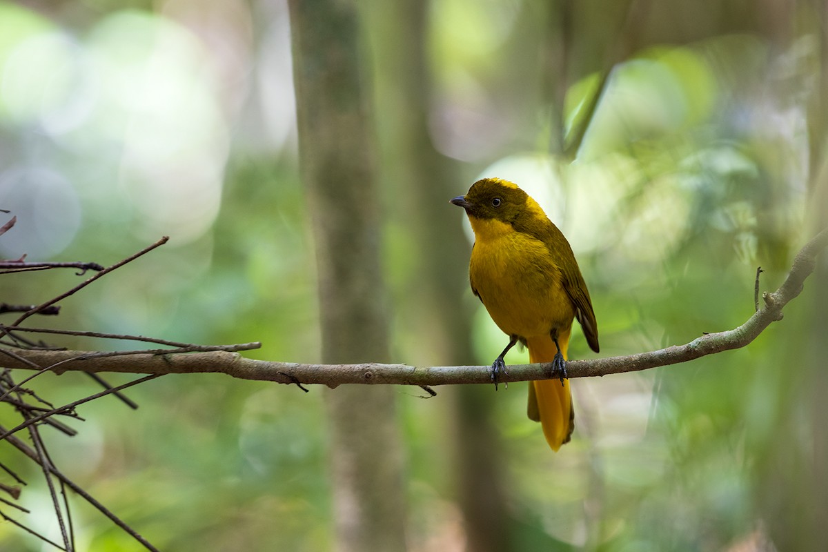 Golden Bowerbird - ML178653711