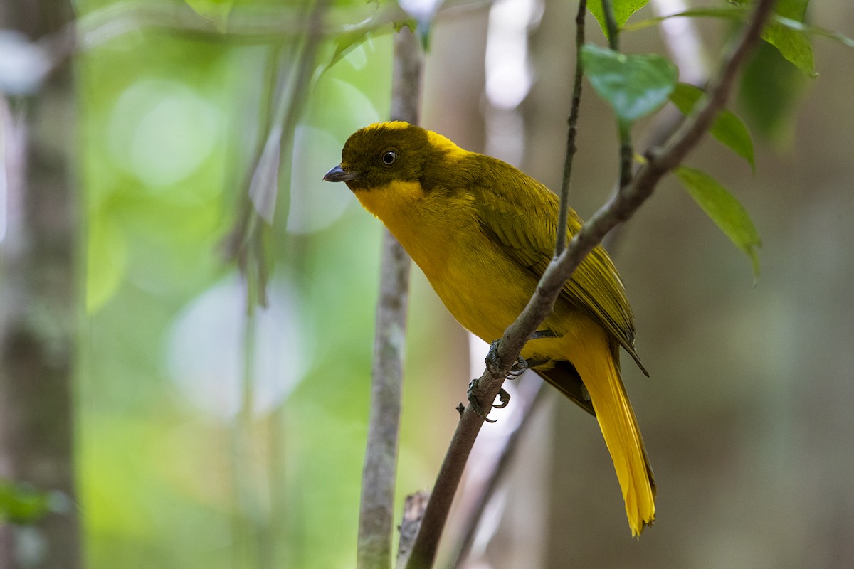 Golden Bowerbird - ML178653721