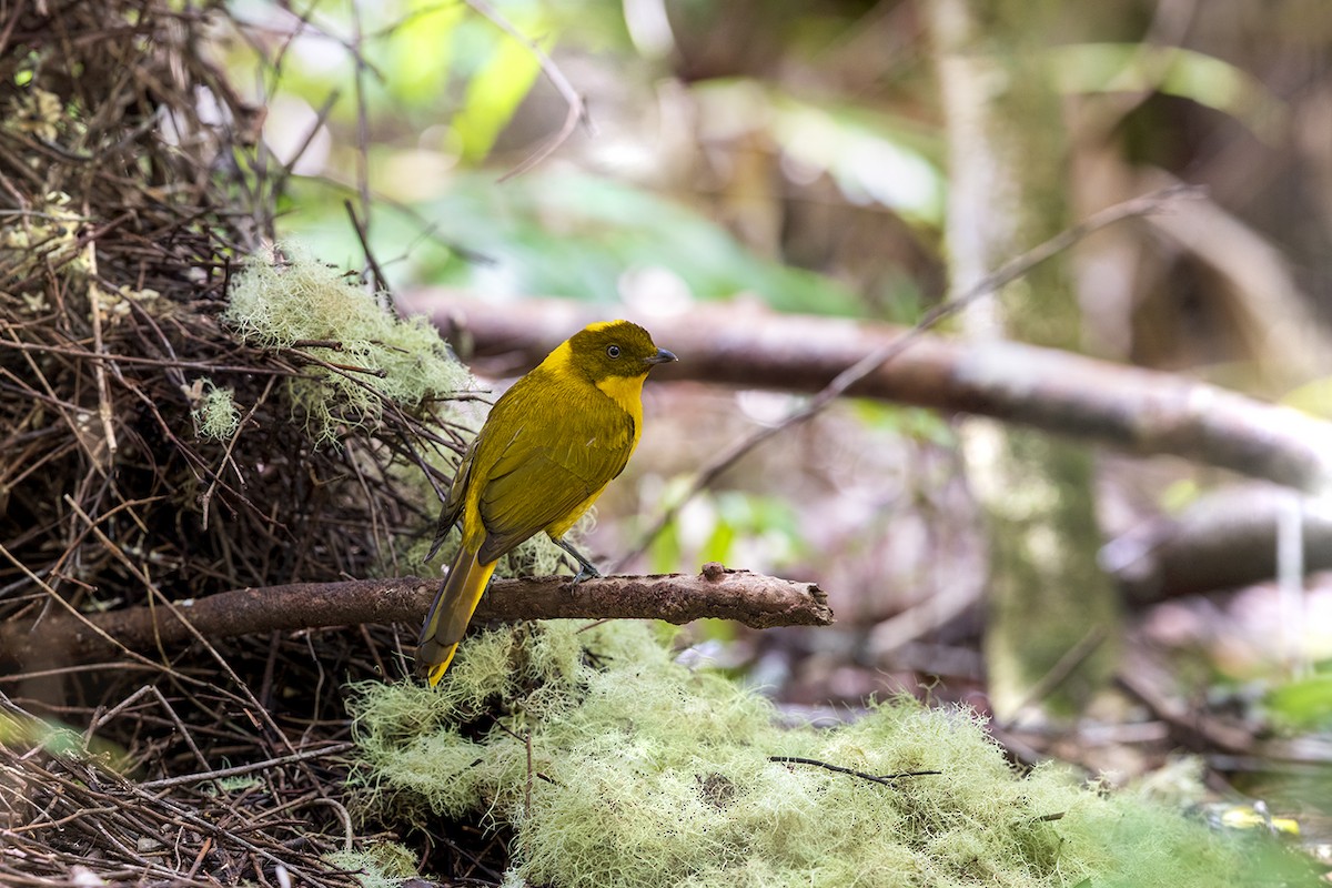 Golden Bowerbird - ML178653731
